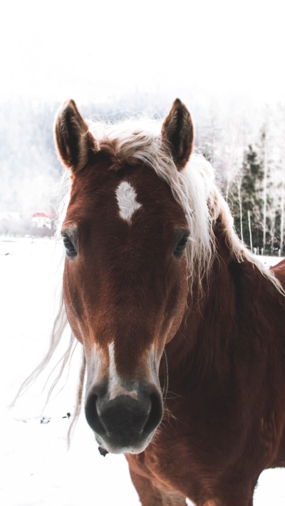 Animal Horse, Stare, 1080x1920