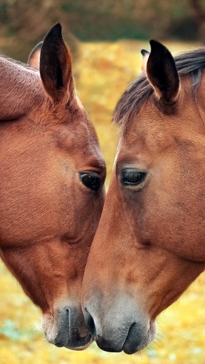 Animal Horse, Love, 1080x1920