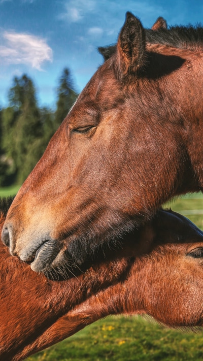 Animal Horse, 1080x1920