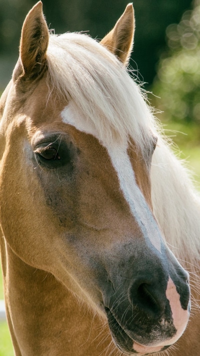 Animal Horse, 1080x1920