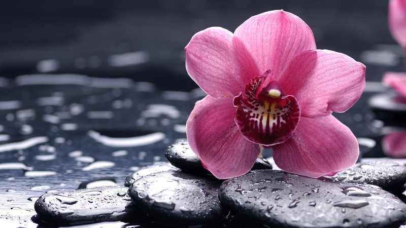 Orchid, 4k, HD, flowers, drops, pink