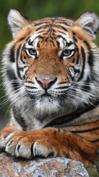 Animal Tiger, 1080x1920