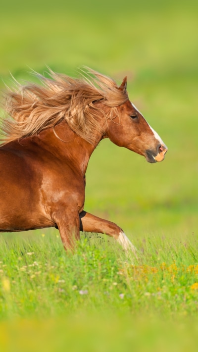 Animal Horse, 1080x1920