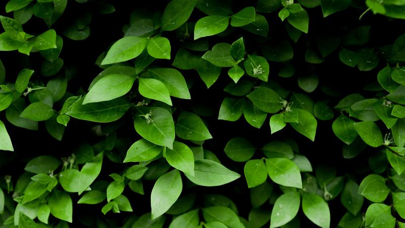 leaf, branch, bush, green, 4k