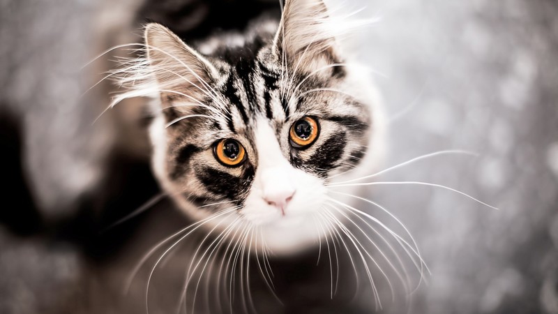 Kitty, kitten, cat, eyes, cute, gray