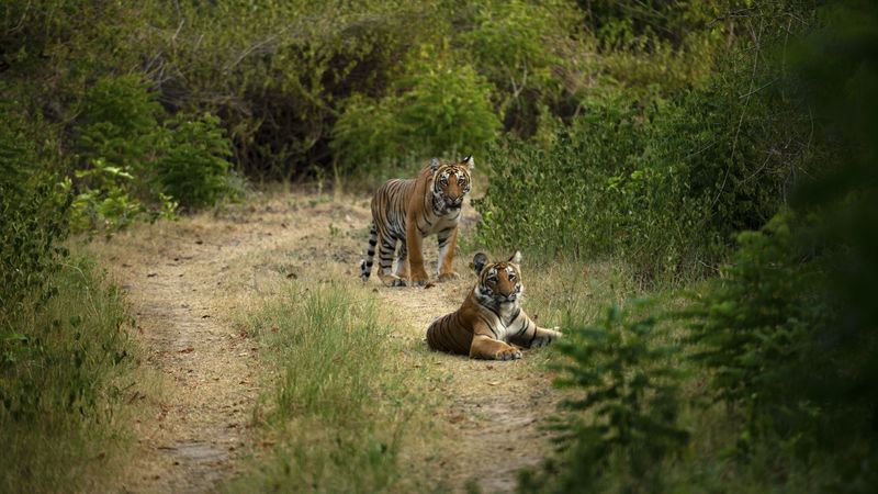 tiger, tigers, predator, big cat, 4k