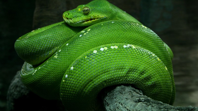 Python, Singapore, 4k, zoo, Emerald, Green, snake, eyes, close-up, tourism