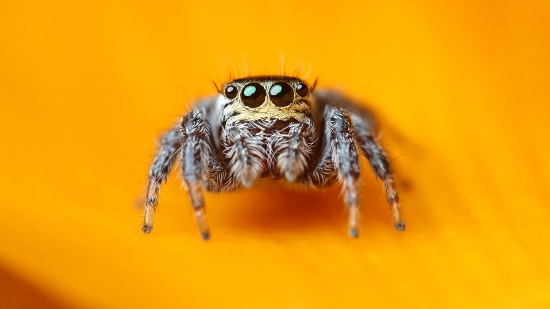 Jumping Spider, 4K, macro, black, eyes, yellow, insects, arachnid, cute