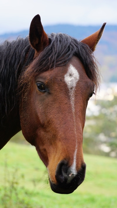 Animal Horse, Muzzle, 1080x1920