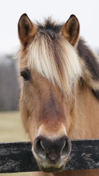 Animal Horse, 1080x1920