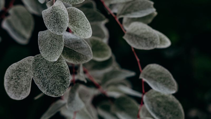 plant, macro, leaf, branch, 4k