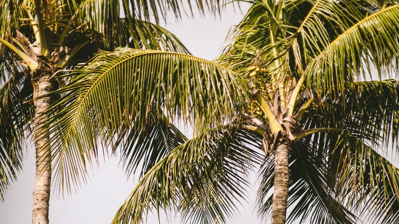 palm trees, rainbow, nature, summer, 4k