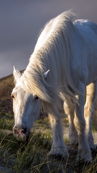 Animal Horse, 1080x1920