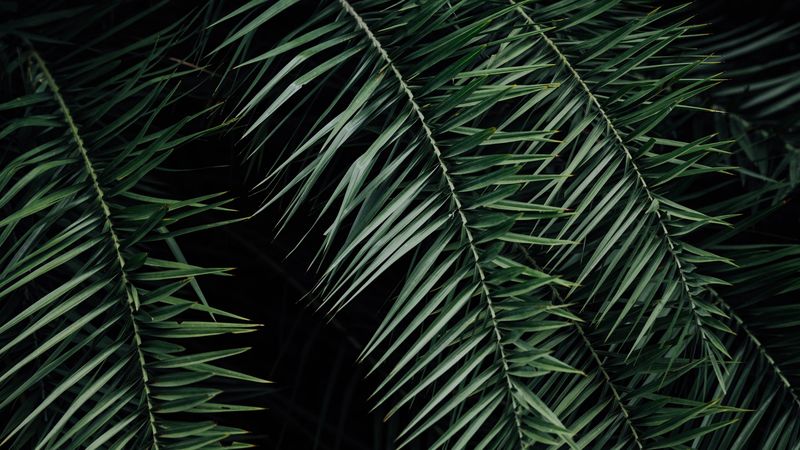 palm, branches, leaves, green, dark, 4k