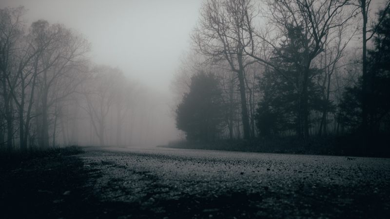 fog, trees, forest, gloomy, 4k