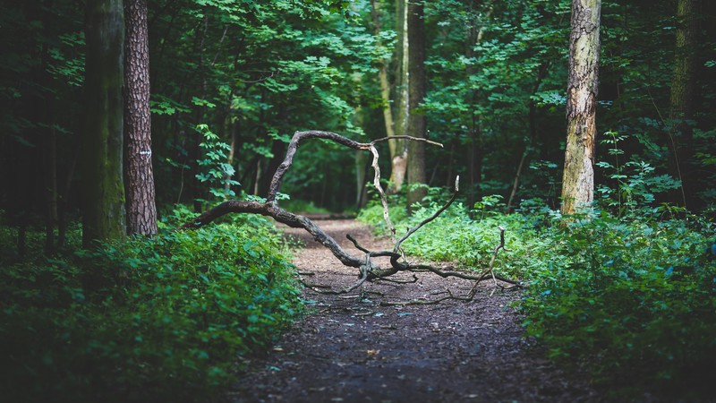 Forest, 4k, branches, path, trees