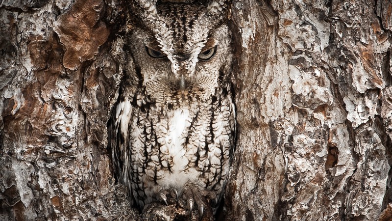 National Geographic, 4k, Owl, Hidden, Tree, Masking, Funny