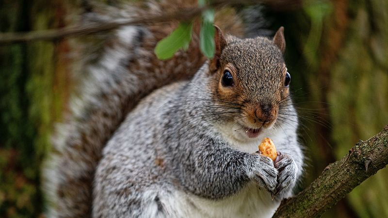 squirrel, rodent, cute, nut, tree, 4k