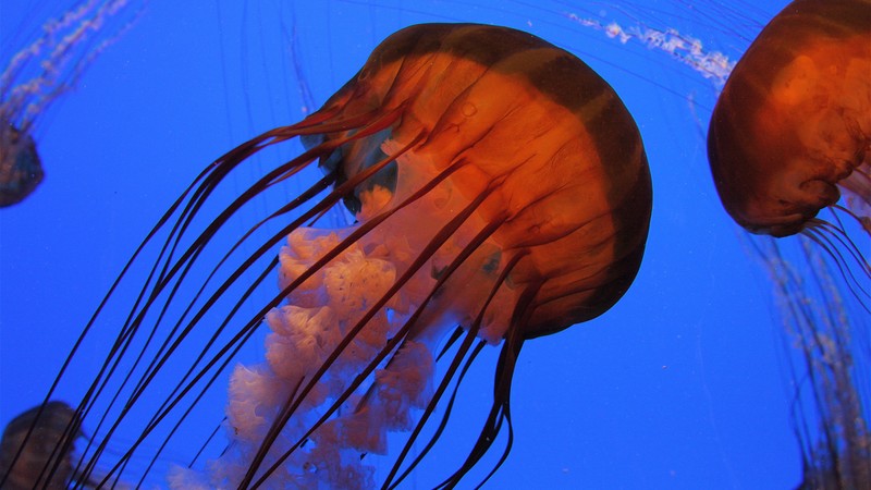 Jellyfish, 4k, Pacific sea nettle, Georgia, Atlanta, diving, tourism, Aquarium, water, blue, orange