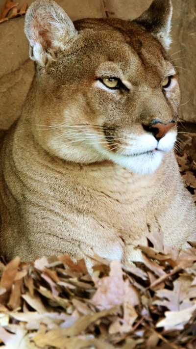 Animal Cougar, Resting, 1080x1920