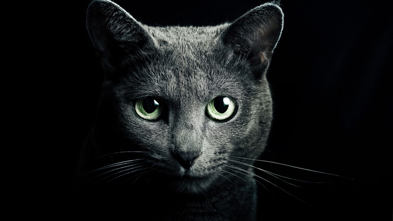 Kitty, kitten, cat, eyes, cute, black