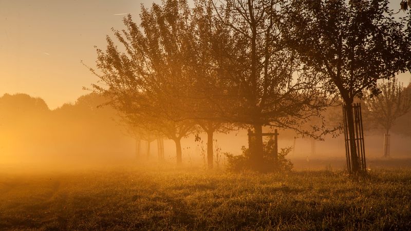 garden, sunset, sun, orange, 4k