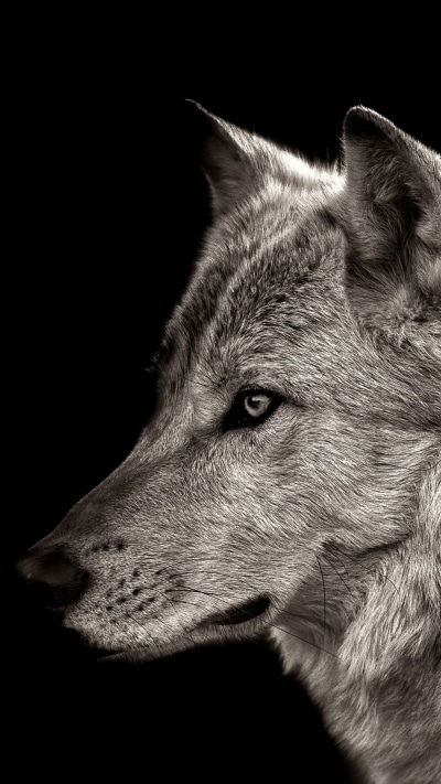 Animal Wolf, 1080x1920
