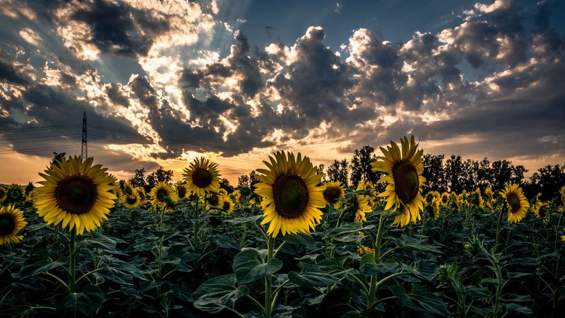 sunflower, field, flower, sunset, 4k