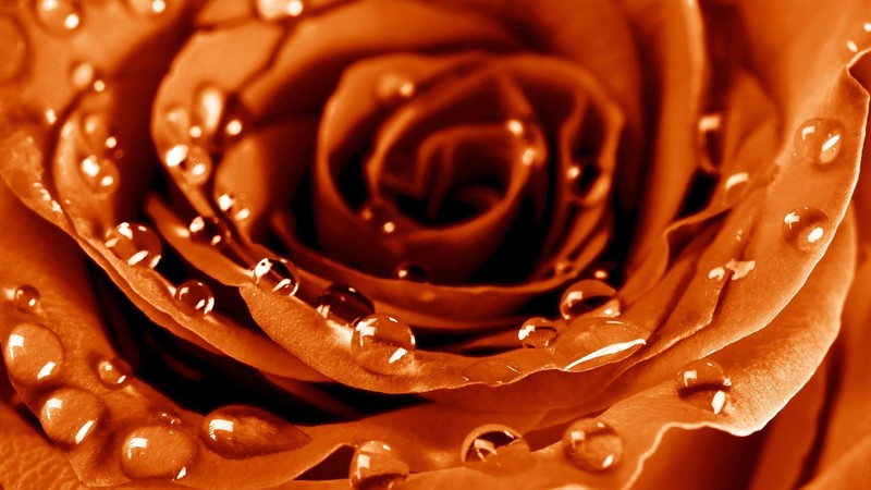 Rose, 4k, drops, dew, flower