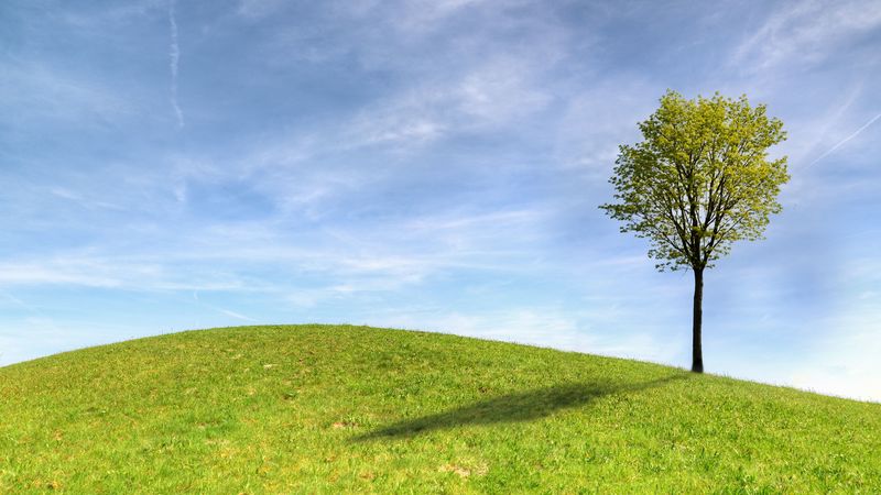 tree, horizon, sky, grass, 4k