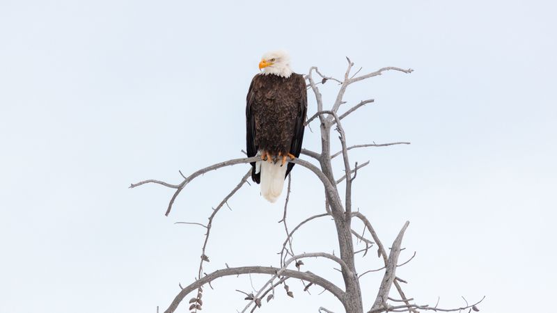 eagle, beak, feathers, branch, 4k