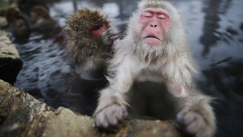 monkey, water, cute animals, funny