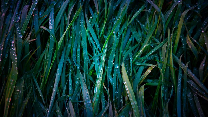 grass, drops, macro, dew, 4k