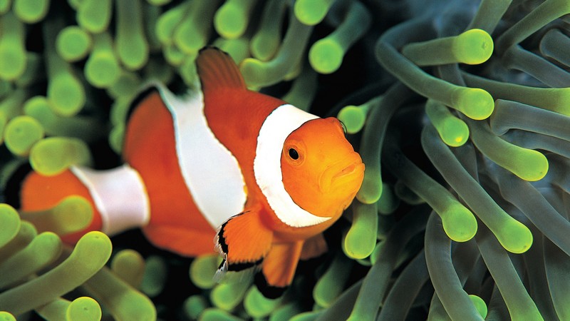 clownfish, underwater, Best Diving Sites
