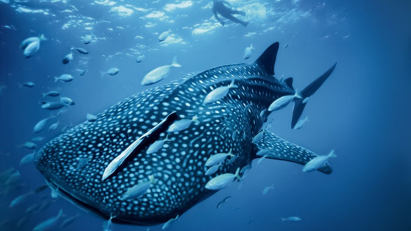 Whale shark, Palau, Philippines, diving, tourism, travel