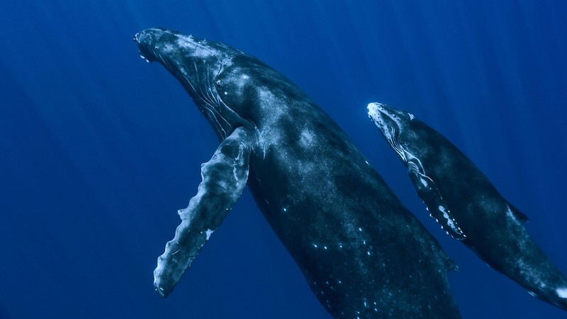 Whale, underwater, Best Diving Sites