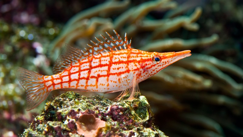 longnose hawkfish, underwater, Best Diving Sites