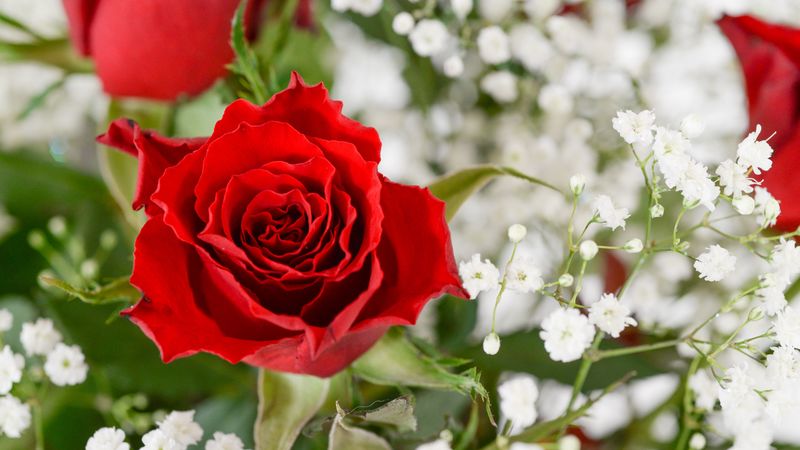 rose, flower, petals, bloom, 4k