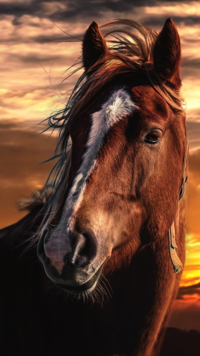 Animal Horse, Sunset, 1080x1920