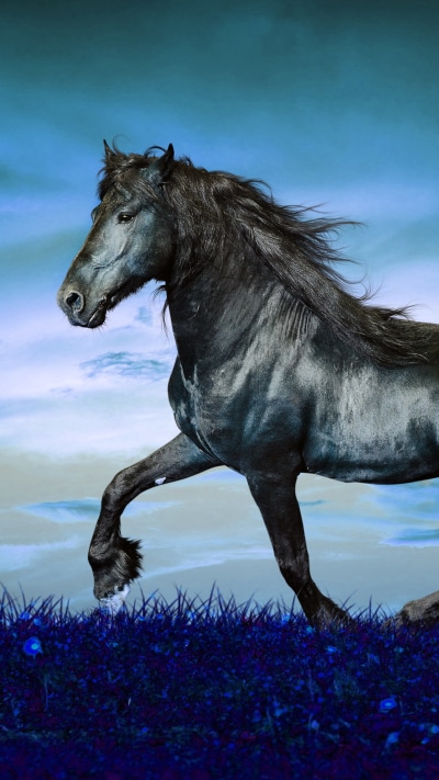 Animal Horse, 1080x1920