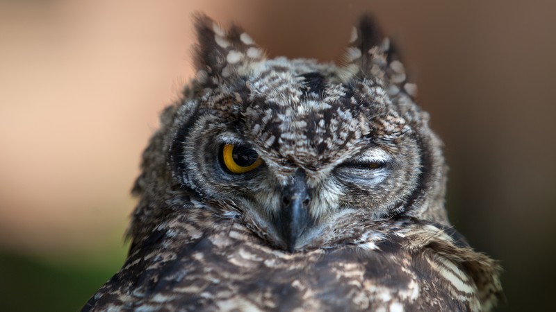 Owl, cute animals, funny