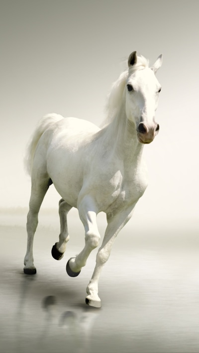 Animal Horse, 1080x1920