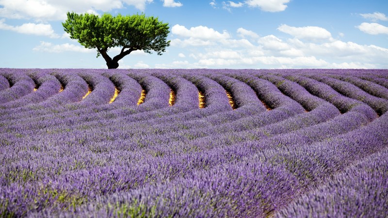 Lavender field, 4k, Provence, France, Meadows, lavender, tree, sky