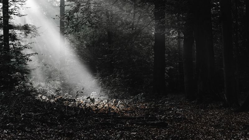 forest, rays, bw, 4k