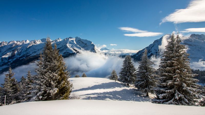 spruce, mountains, snow, fog, snowy, 4k