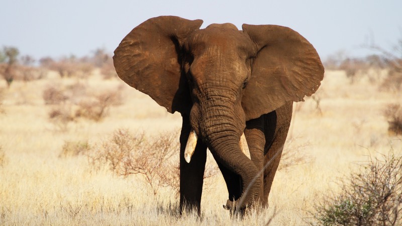 Elephant, Kruger National Park, Africa, wildlife