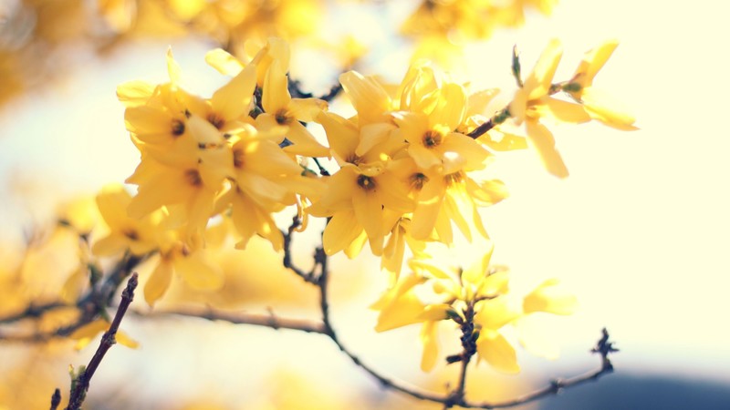 Flowers, 4K, yellow, branch