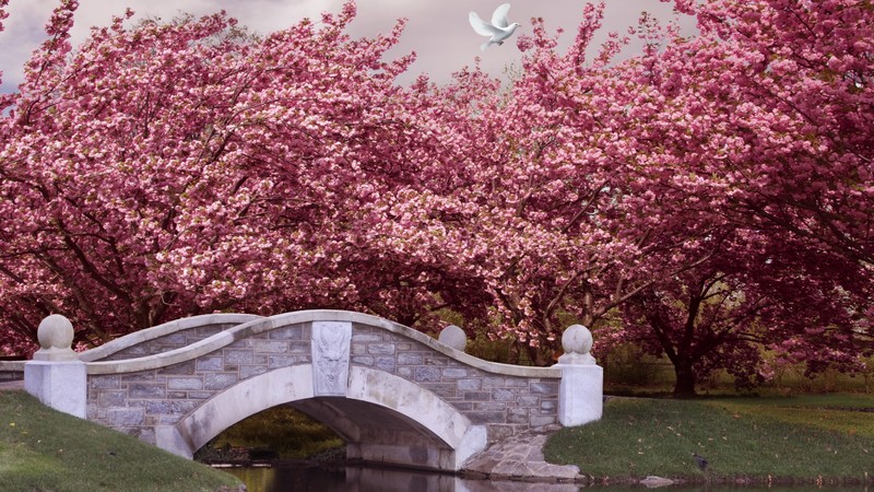 Japan, 4K, blossom, cherry, bridge, river, dove