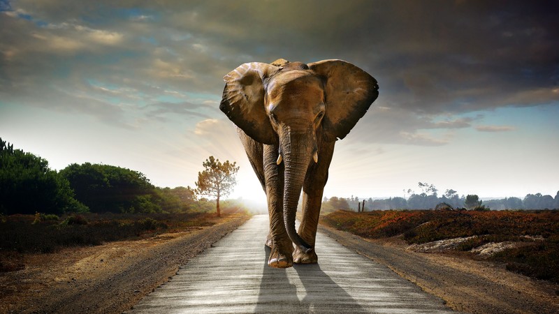 Elephant, sunset, road, nature