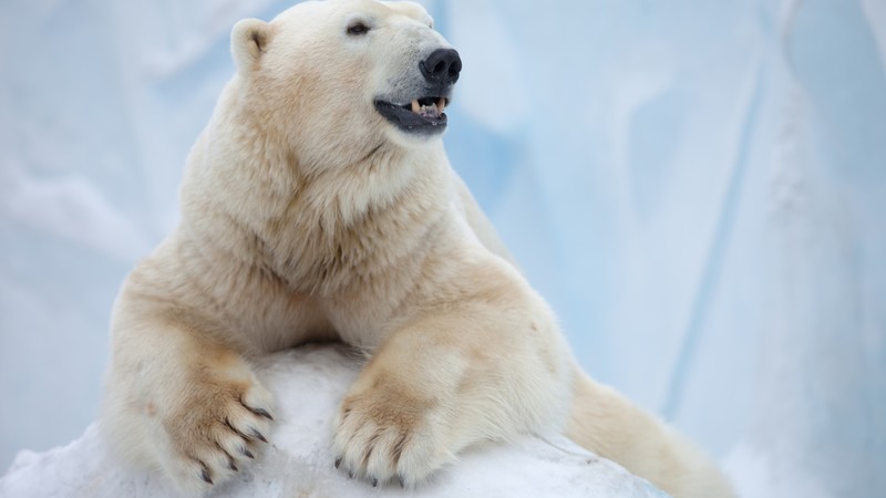 Polar Bear, Antarctica, bear